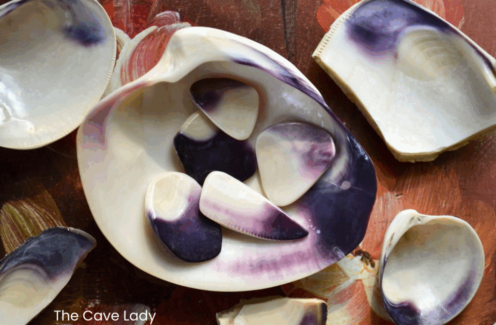 A close-up of an open quahog shell reveals its white and deep purple interior, with several smaller, polished pieces inside that will be used to make wampum beads.